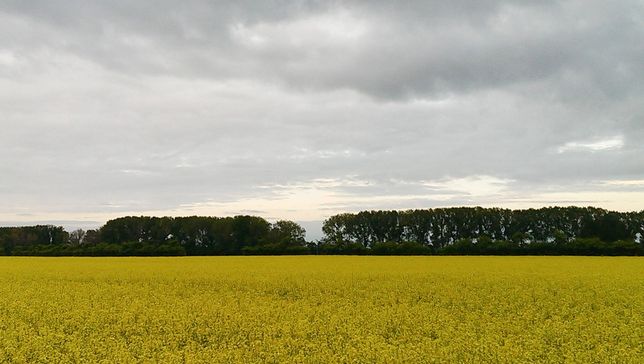 Pflanzenbau der Agrargenossenschaft Trebitz in Bad Schmiedeberg, Ortsteil Trebitz