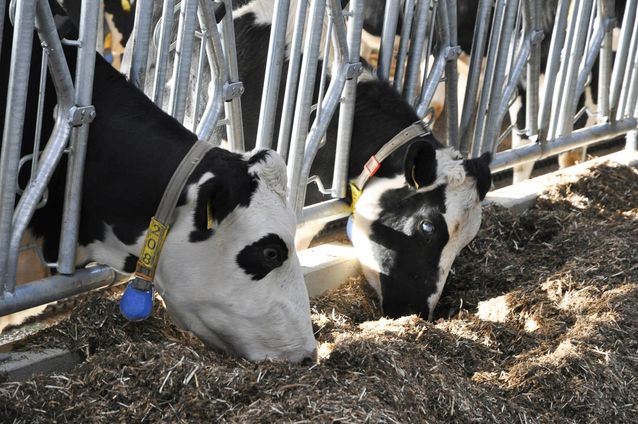 Tierhaltung der Agrargenossenschaft Trebitz in Bad Schmiedeberg, Ortsteil Trebitz