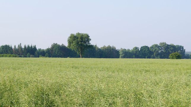 Pflanzenbau der Agrargenossenschaft Trebitz in Bad Schmiedeberg, Ortsteil Trebitz