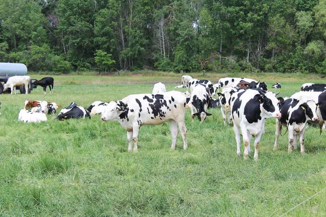 Tierhaltung der Agrargenossenschaft Trebitz in Bad Schmiedeberg, Ortsteil Trebitz