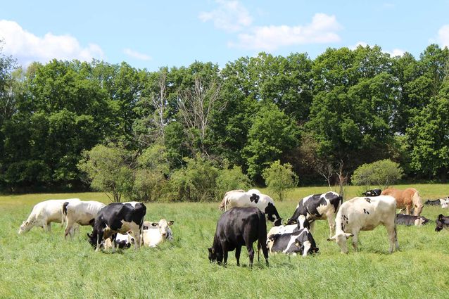 Tierhaltung der Agrargenossenschaft Trebitz in Bad Schmiedeberg, Ortsteil Trebitz