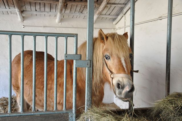 Tierhaltung der Agrargenossenschaft Trebitz in Bad Schmiedeberg, Ortsteil Trebitz