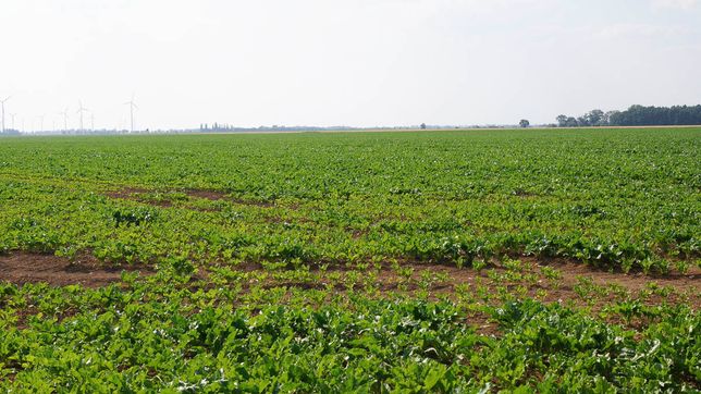 Pflanzenbau der Agrargenossenschaft Trebitz in Bad Schmiedeberg, Ortsteil Trebitz