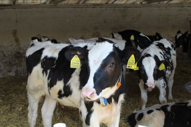 Wir stellen uns vor - Agrargenossenschaft Trebitz in Bad Schmiedeberg, Ortsteil Trebitz