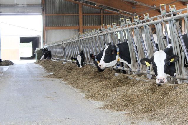 Tierhaltung der Agrargenossenschaft Trebitz in Bad Schmiedeberg, Ortsteil Trebitz