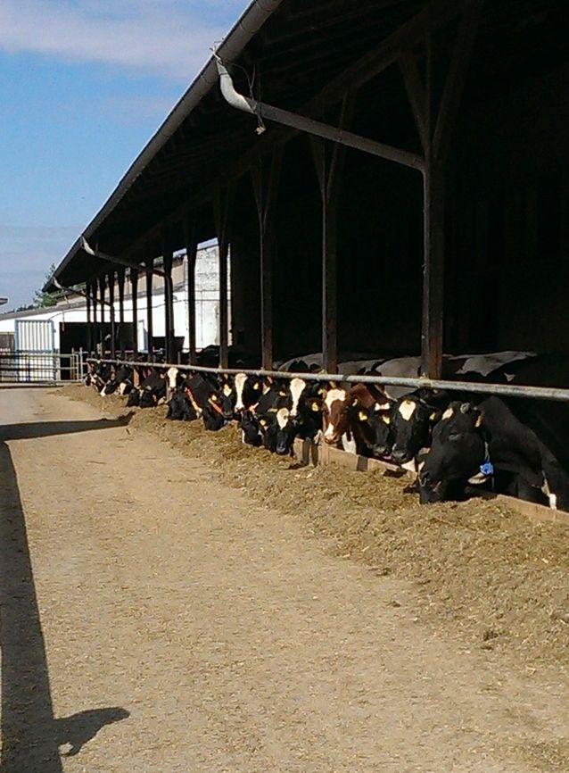 Tierhaltung der Agrargenossenschaft Trebitz in Bad Schmiedeberg, Ortsteil Trebitz