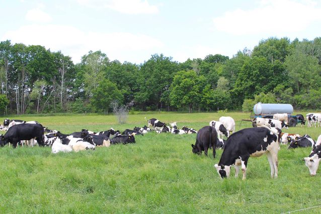 Tierhaltung der Agrargenossenschaft Trebitz in Bad Schmiedeberg, Ortsteil Trebitz