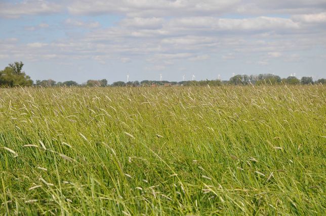 Pflanzenbau der Agrargenossenschaft Trebitz in Bad Schmiedeberg, Ortsteil Trebitz