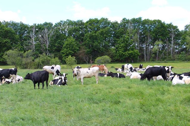 Tierhaltung der Agrargenossenschaft Trebitz in Bad Schmiedeberg, Ortsteil Trebitz