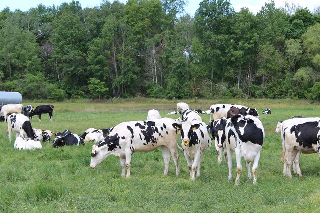 Tierhaltung der Agrargenossenschaft Trebitz in Bad Schmiedeberg, Ortsteil Trebitz