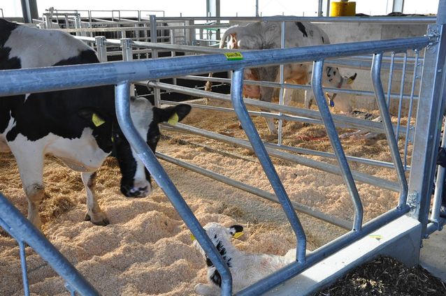 Tierhaltung der Agrargenossenschaft Trebitz in Bad Schmiedeberg, Ortsteil Trebitz