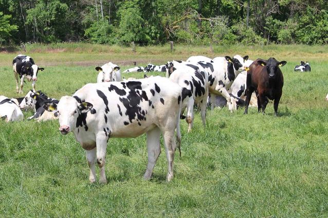 Tierhaltung der Agrargenossenschaft Trebitz in Bad Schmiedeberg, Ortsteil Trebitz