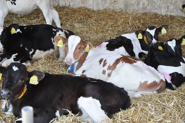 Tierhaltung der Agrargenossenschaft Trebitz in Bad Schmiedeberg, Ortsteil Trebitz